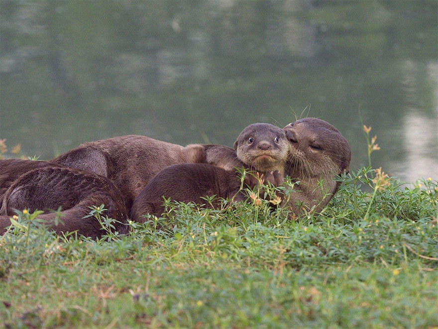 Well, mom! - Otter, Mum, Young, Embarrassment, Milota