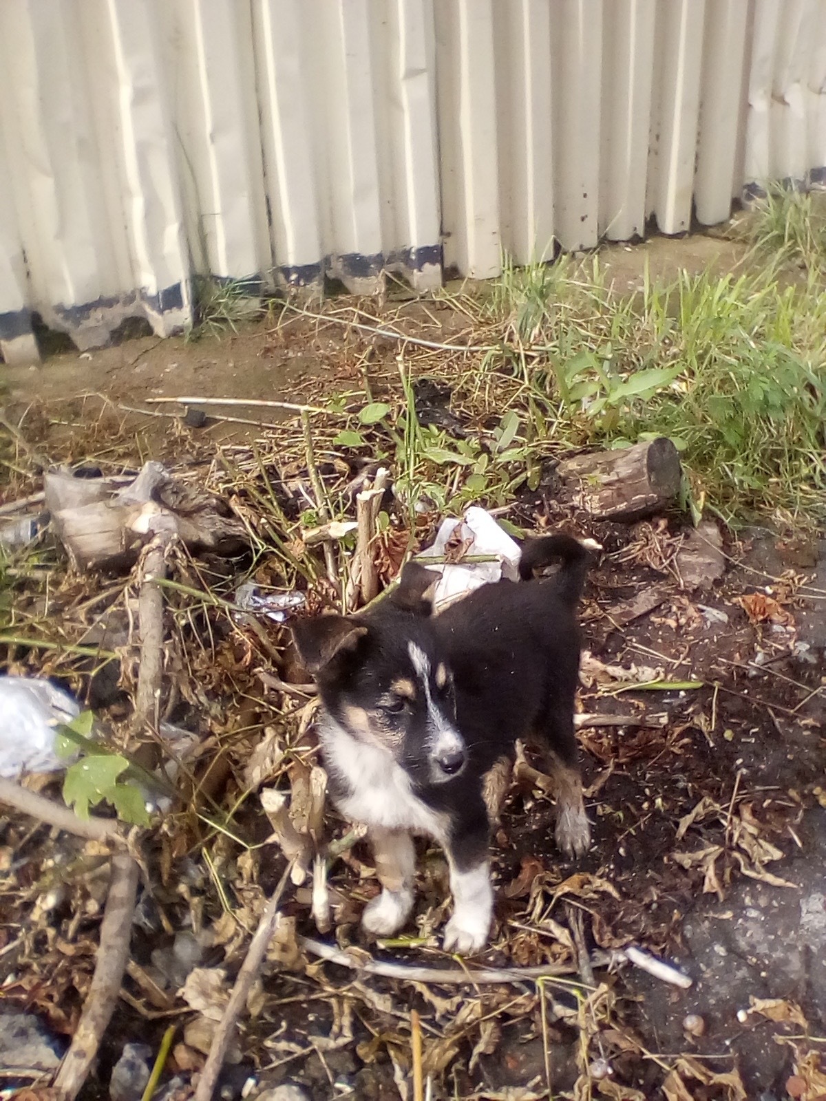 Puppies at the factory entrance - My, No rating, Help, Homeless animals, Leningrad region, In good hands, Saint Petersburg, Kindness, Longpost, Puppies, Dog