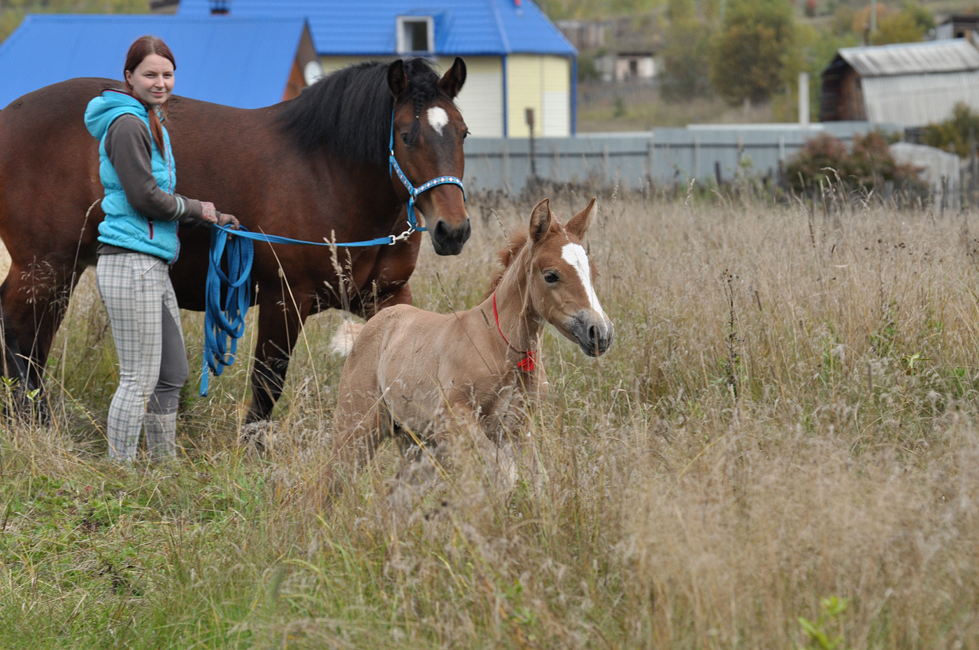 This is Sparta! Part 5 - My, Horses, Stable, Sparta, Pets, Dragonfly, Equestrian Club, Longpost