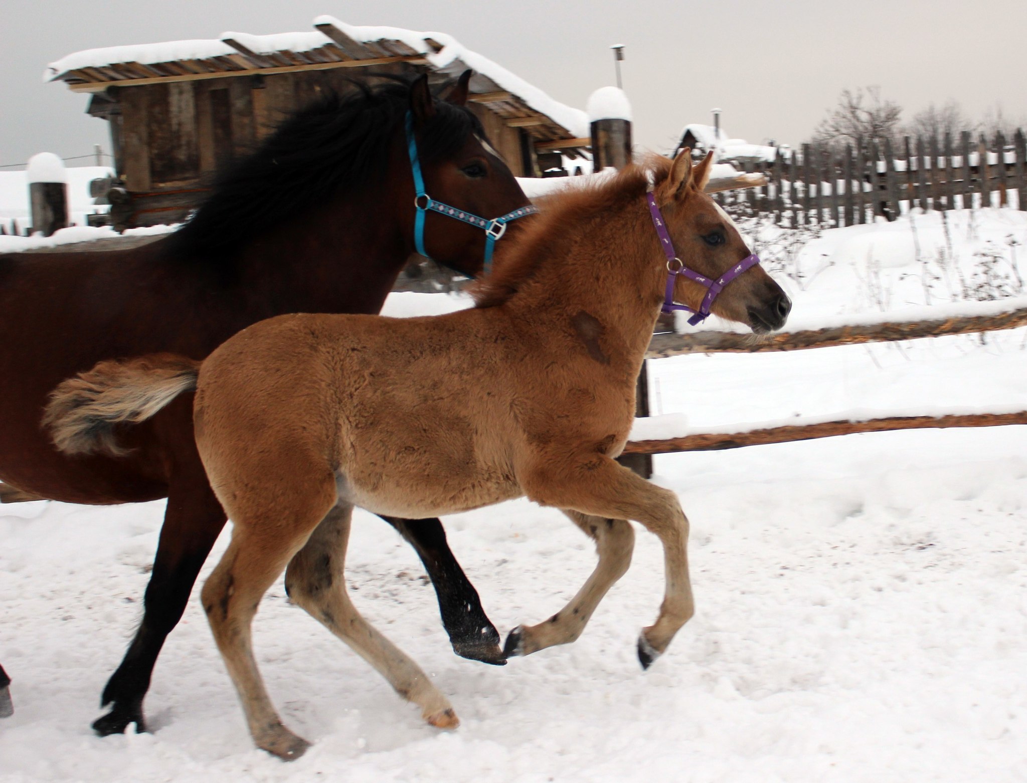 This is Sparta! Part 5 - My, Horses, Stable, Sparta, Pets, Dragonfly, Equestrian Club, Longpost