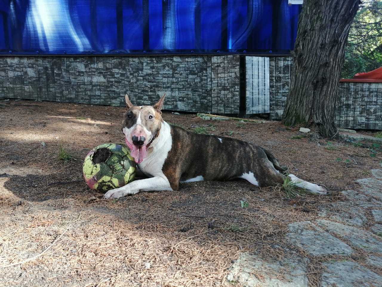 Vacation, Sochi, Bull Terrier - My, Bull terrier, Vacation, Black Sea, Sochi, Longpost