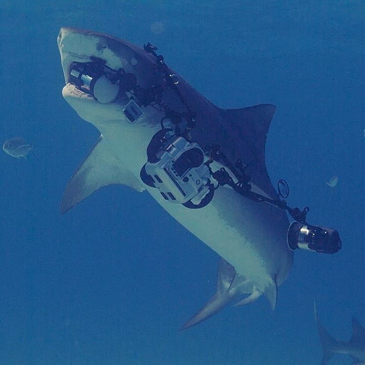 What if the tiger shark you were photographing took all your equipment with it and decided to work for NatGeo itself? - The photo, Animals, Shark, Underwater world, Photographer, Theft, Equipment, Reddit