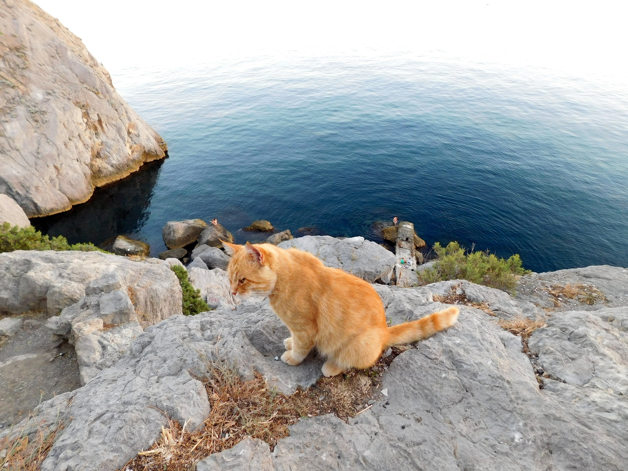 Рыжий кот на море фото