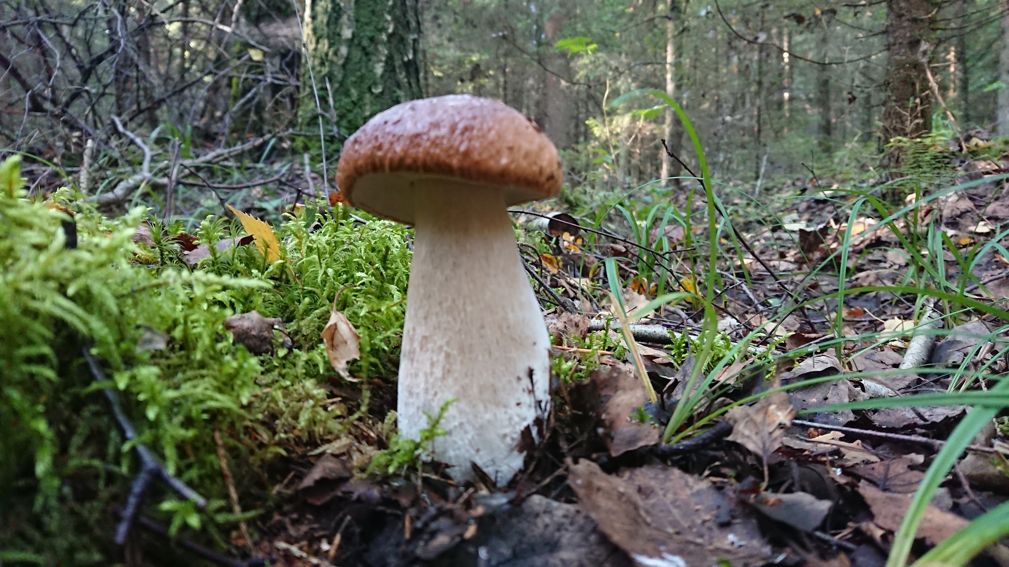 Up-trend - My, Mushrooms, Borovik, Boletus, Republic of Belarus, Longpost, Nature