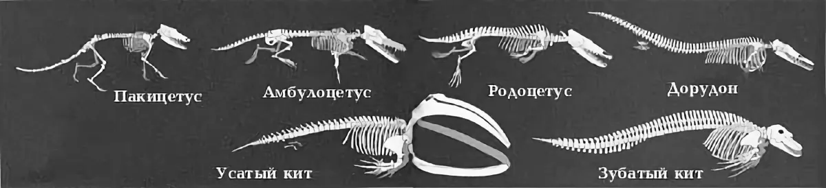 Why evolution is a fact - Evolution, Biology, The science, Animals, Anthropogenesis, Origin of Species, Antelope, Nauchpop, Longpost