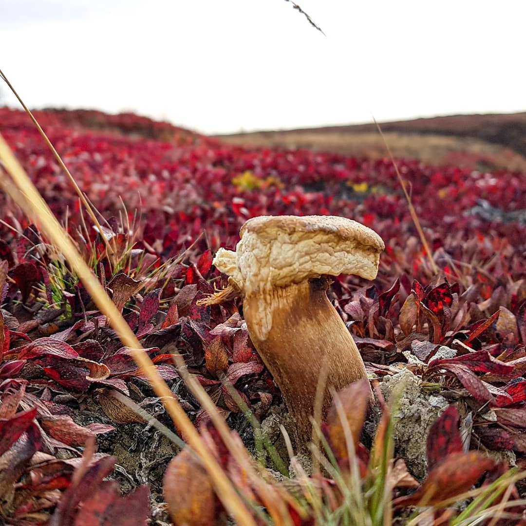 Colors of northern autumn. Yamal 2020 - My, Mobile photography, Beginning photographer, Yamal, Autumn, pros, Longpost, Nature, beauty of nature