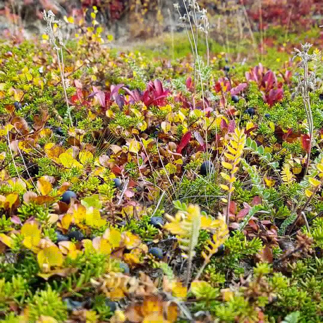 Colors of northern autumn. Yamal 2020 - My, Mobile photography, Beginning photographer, Yamal, Autumn, pros, Longpost, Nature, beauty of nature