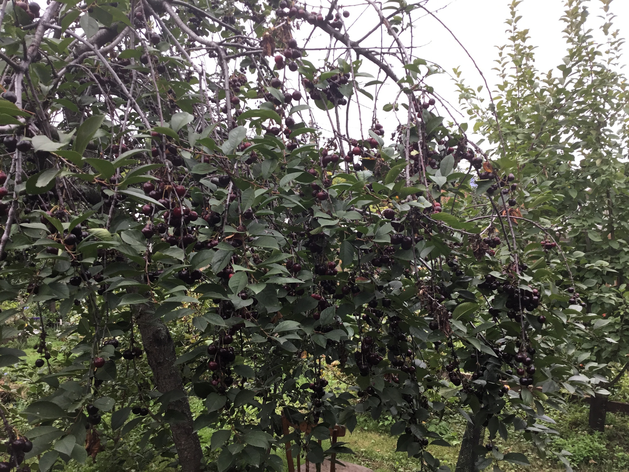 The cherries are ripe in Uncle Vanya's garden - My, Cherry, Harvest, Laziness, Longpost