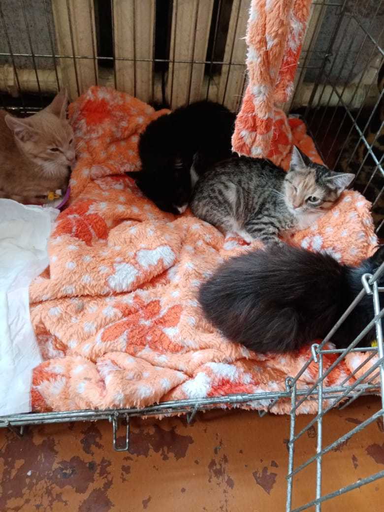 Continuation of the post “An epidemic in the shelter that I have been helping for many years. Kittens are dying - My, Help, Shelter, cat, Kittens, Kindness, Animal shelter, Negative, Leningrad region, Reply to post, Longpost, No rating