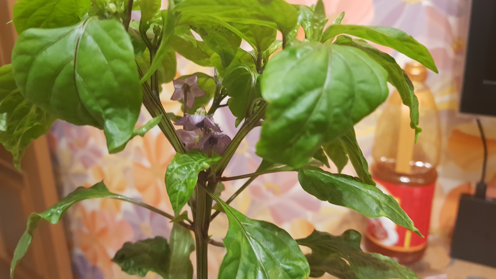 BYADA 2!!! - My, Hot peppers, Growing, Growbox, Ripped out the eye, Longpost