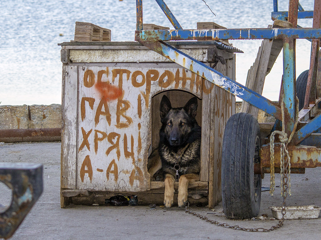 Гав, хряц, ааааааа! Все предельно ясно? - Моё, Евпатория, Набережная, Овчарка, Собака