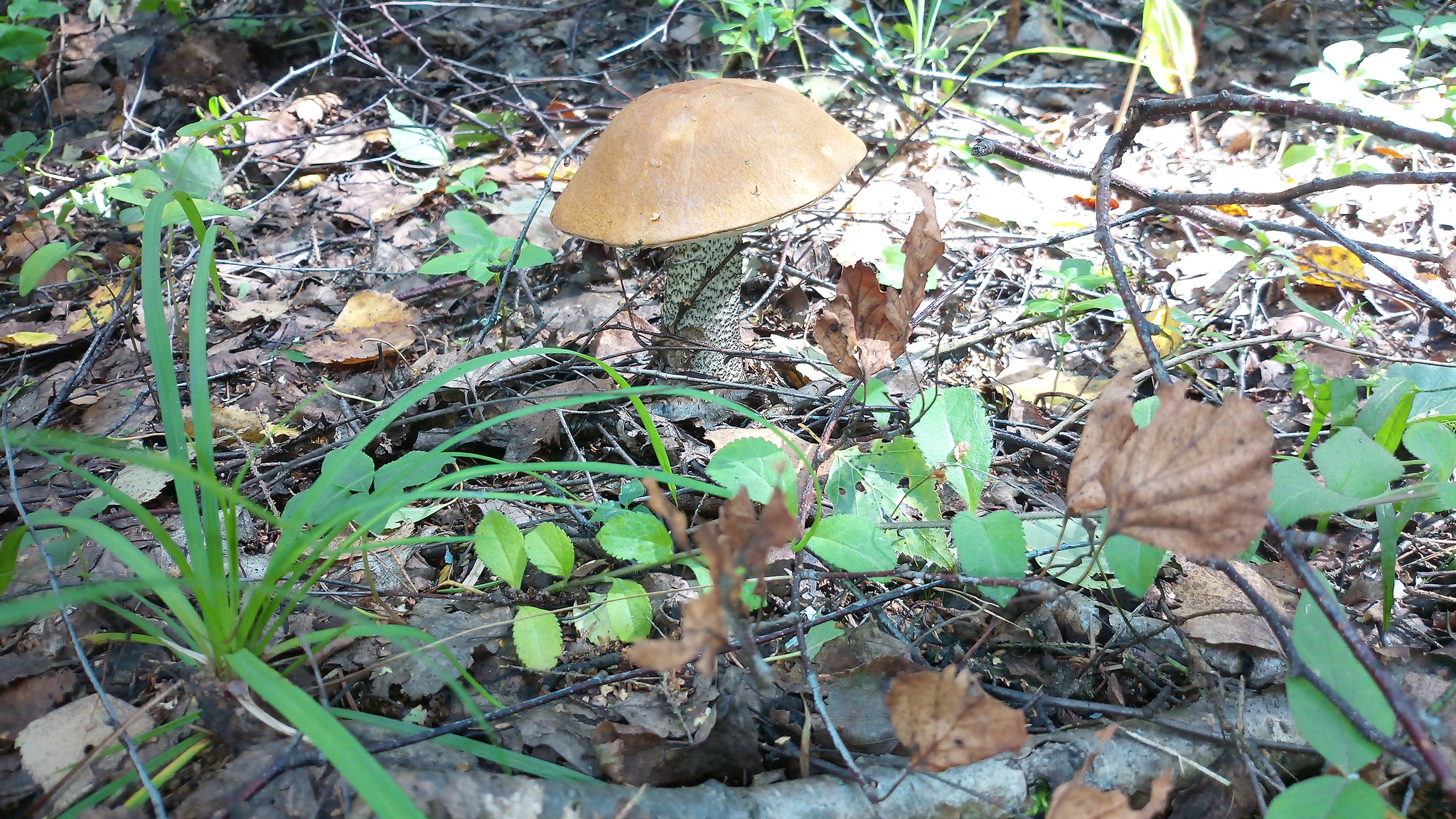 Forest, berries, mushrooms - walk - My, Cranberry, Forest, Dog, Mushrooms, Berries, Photo on sneaker, Longpost