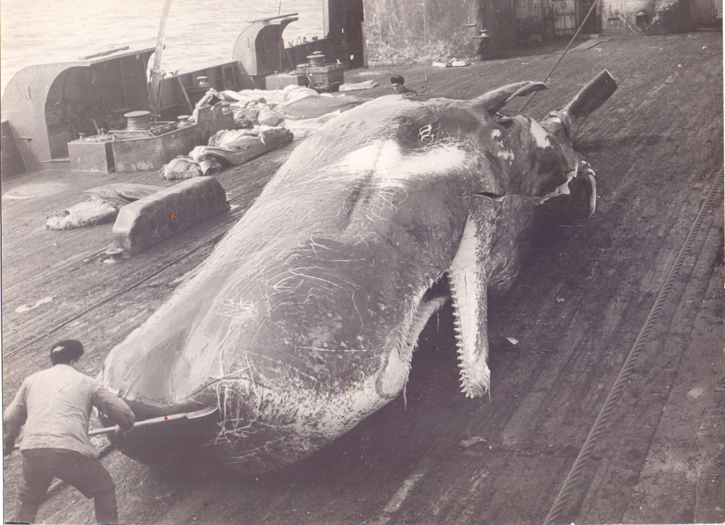 Whalers - the USSR, Fishing, Mining, Whaler, Longpost, Retro, The photo, Black and white photo, Old photo, Whale