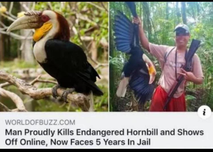 He deserves better, but this is a good start. - Rhinoceros Bird, Poachers, Term, Boasting, Punishment, Screenshot, Translation, Reddit, Negative