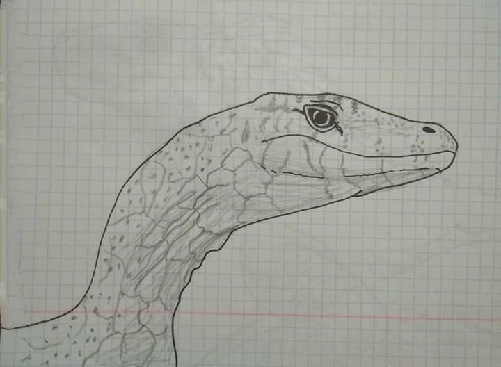 My drawings - My, Drawing, Art, Animals, Reptiles, Monitor lizard, Iguana, Alligator, Gecko, Graphics, Pencil drawing, Liner, Nature, Eagle, Longpost