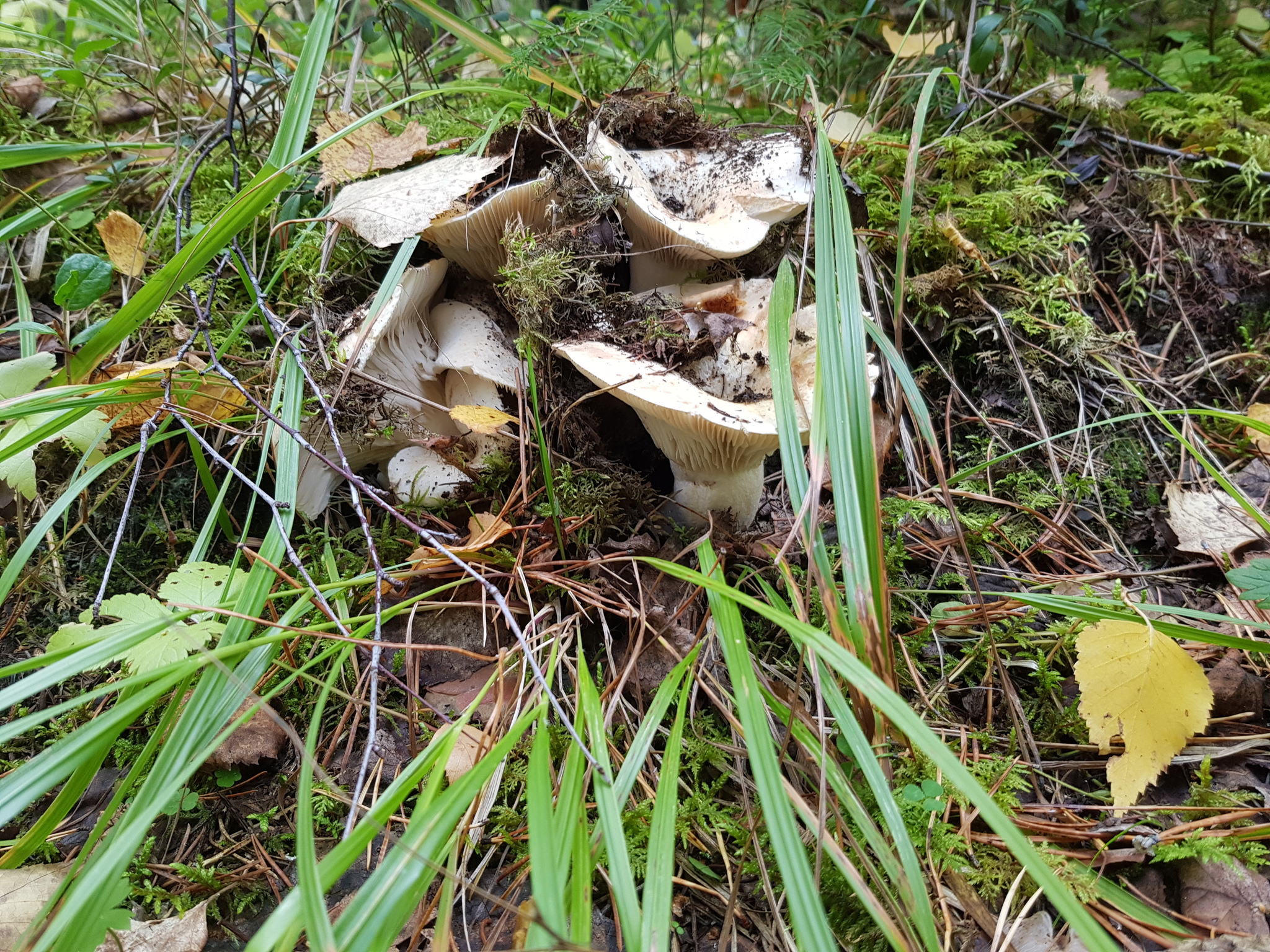 Question for knowledgeable mushroom pickers - My, Mushrooms, Silent hunt, Nature, Forest, Longpost