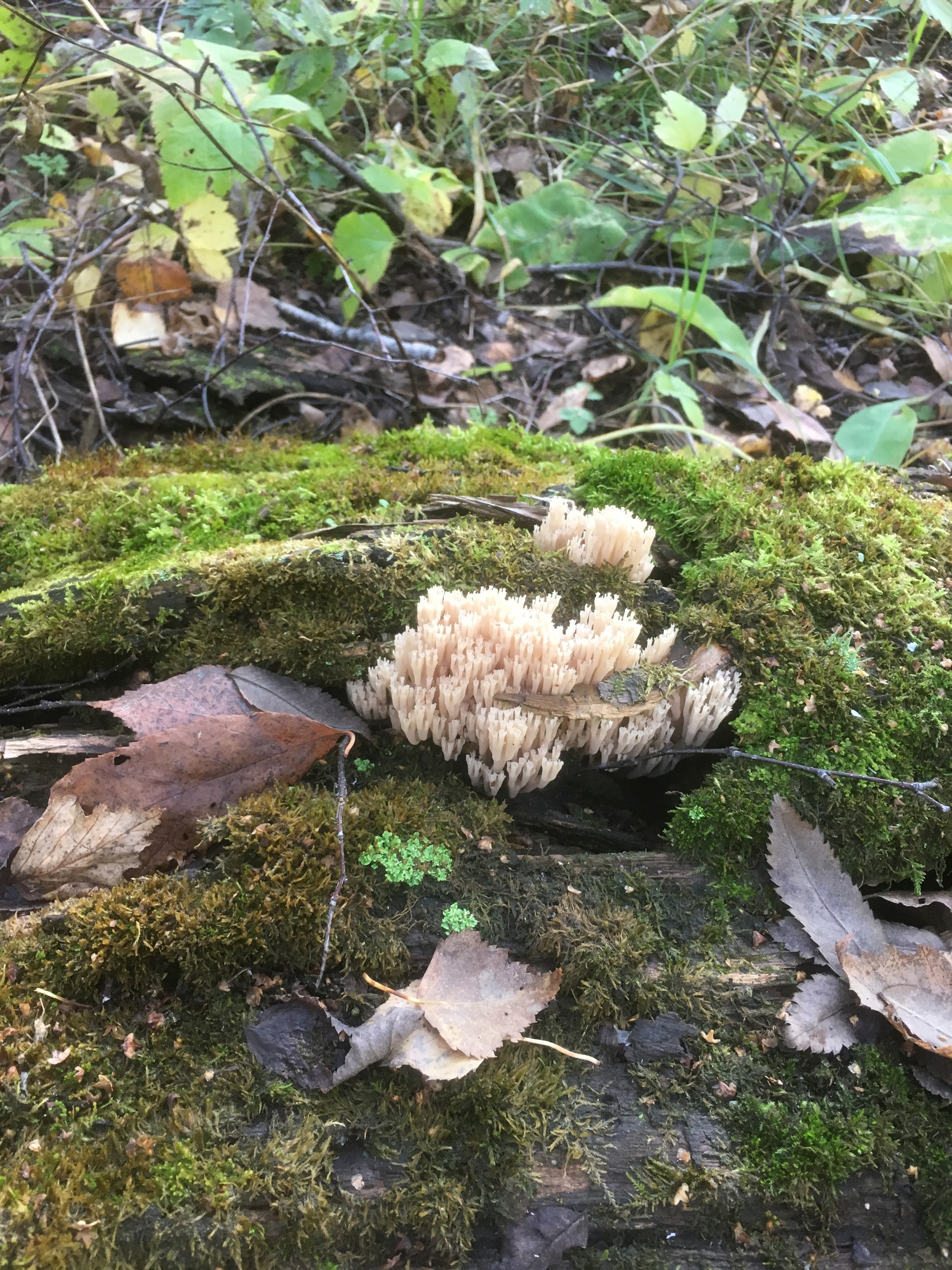 Some mushrooms from Novosibir for your feed - My, Mushrooms, Forest, Silent hunt, Photo on sneaker, Longpost, Novosibirsk