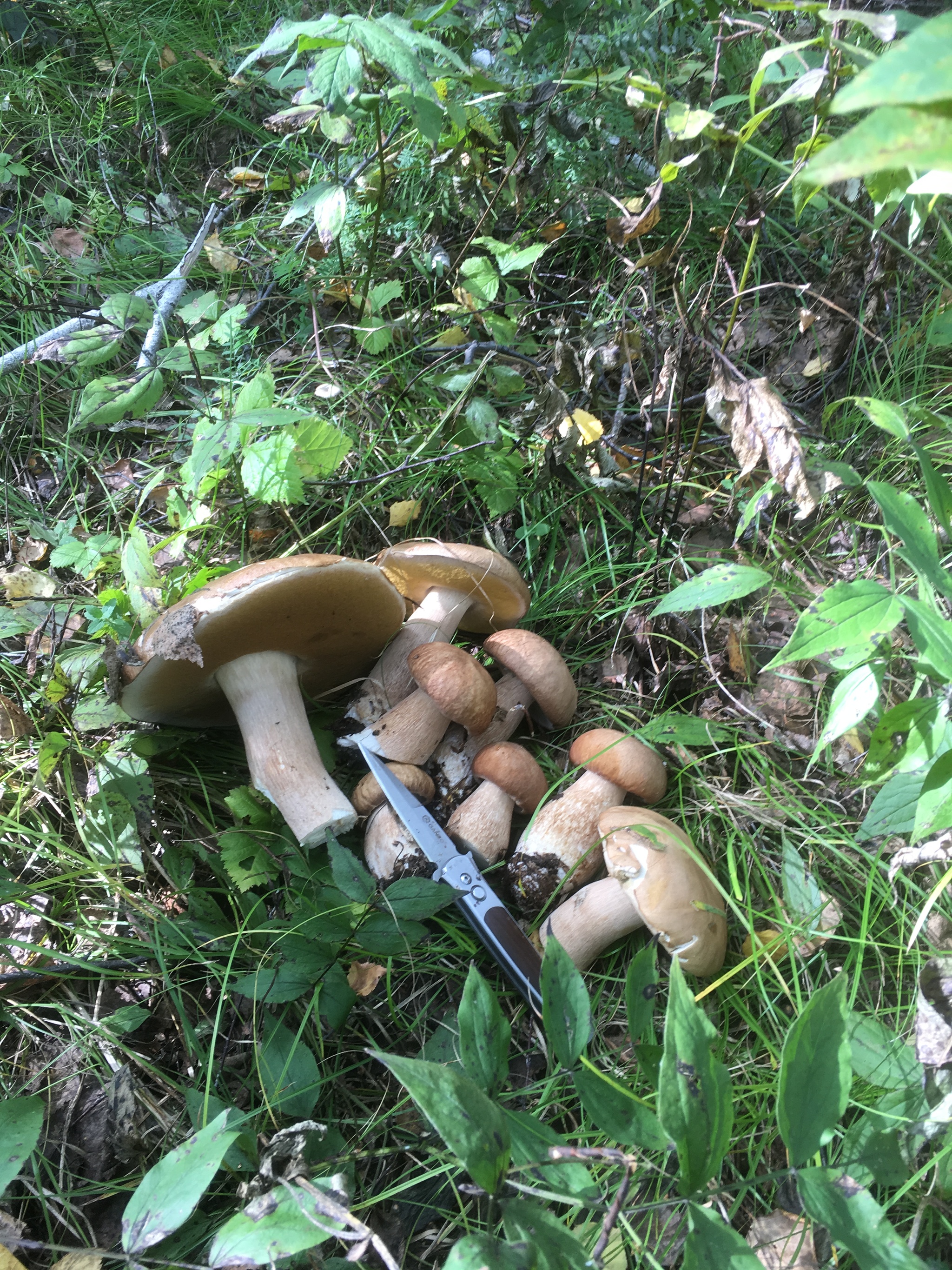 Some mushrooms from Novosibir for your feed - My, Mushrooms, Forest, Silent hunt, Photo on sneaker, Longpost, Novosibirsk