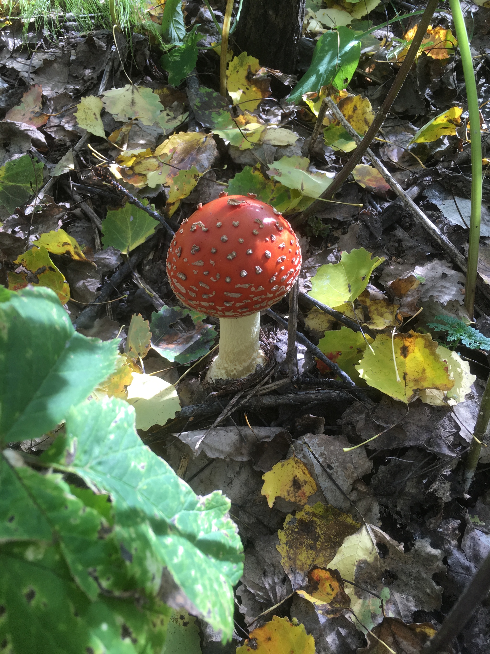 Some mushrooms from Novosibir for your feed - My, Mushrooms, Forest, Silent hunt, Photo on sneaker, Longpost, Novosibirsk