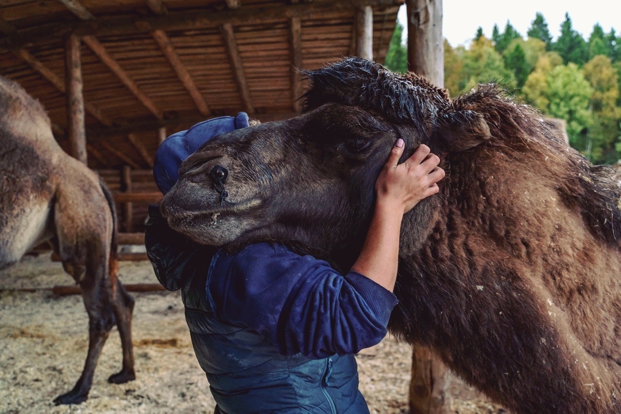 Cute pets - My, Camels, Teeth, Animals, Longpost