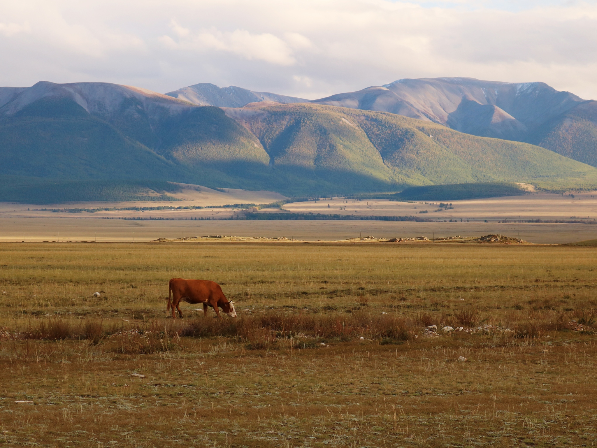 Kurai steppe - My, Altai Republic, The photo, Kurai steppe, Sunset, Longpost, The nature of Russia, Nature