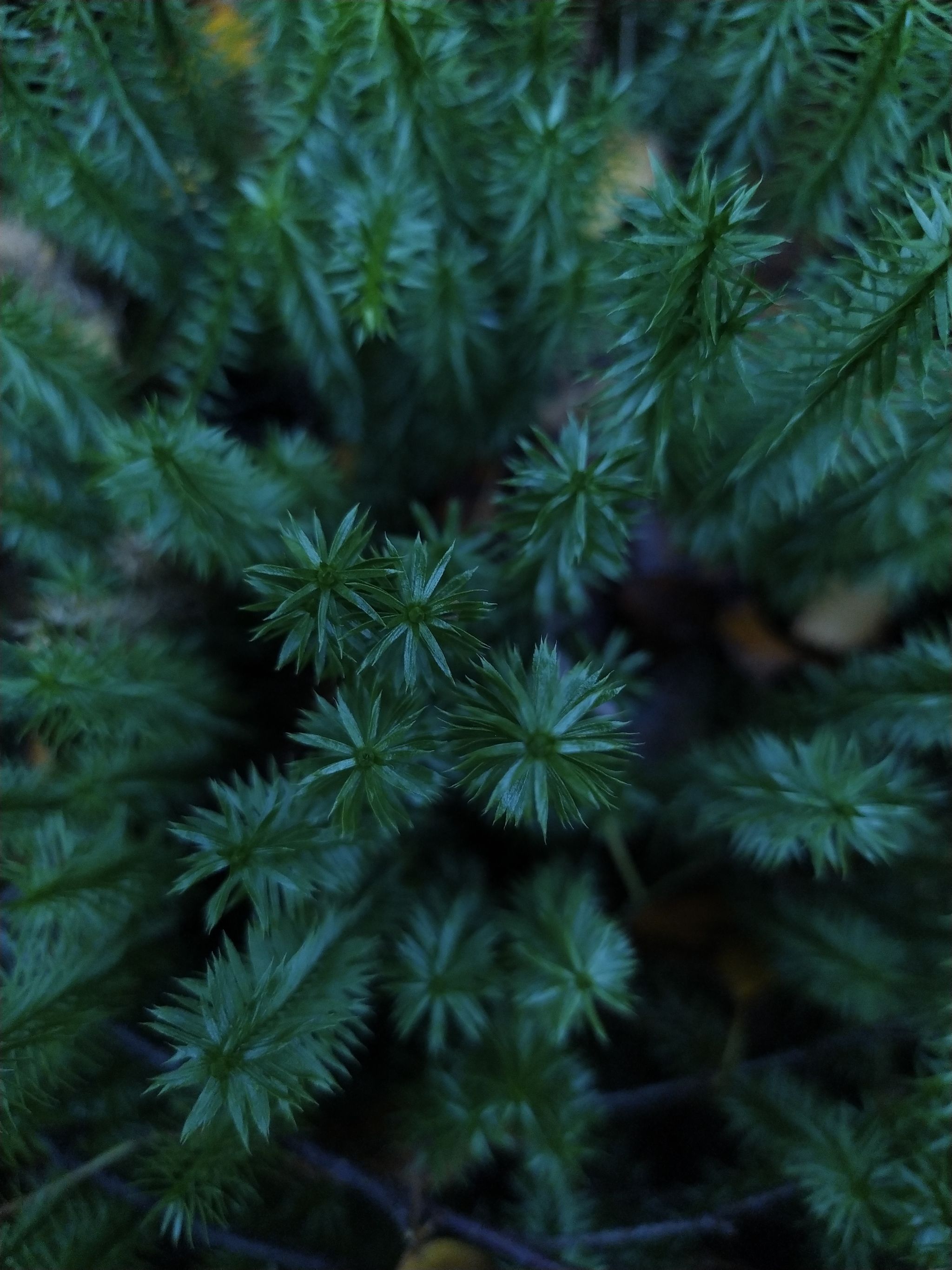 What to do about it? - My, The photo, Forest, Microworld, Saint Petersburg, Longpost