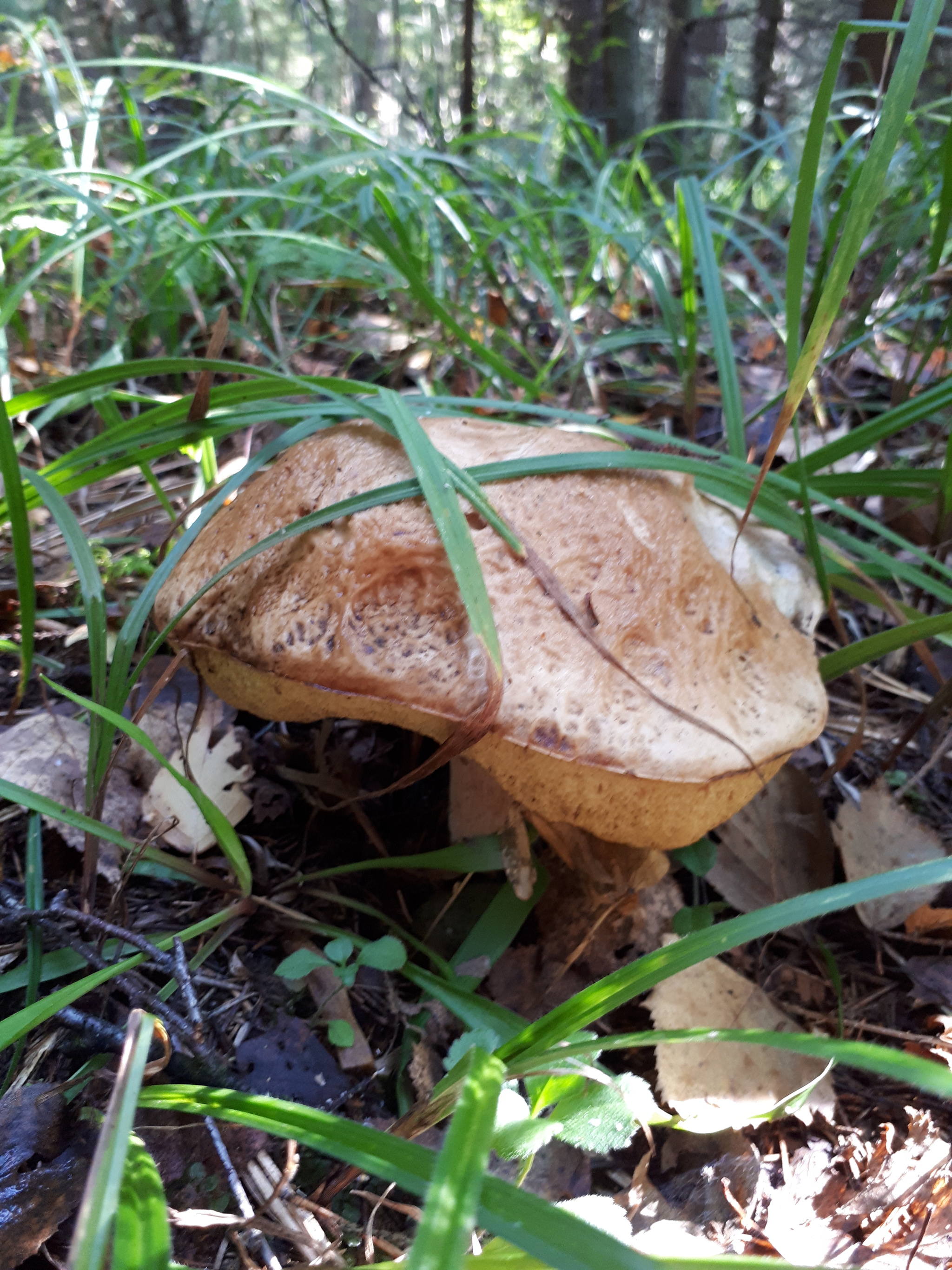 - There are no fish here! Who says that!? - My, Mushrooms, White, Chanterelles, Balashikha, Silent hunt, Walk in the woods, Longpost