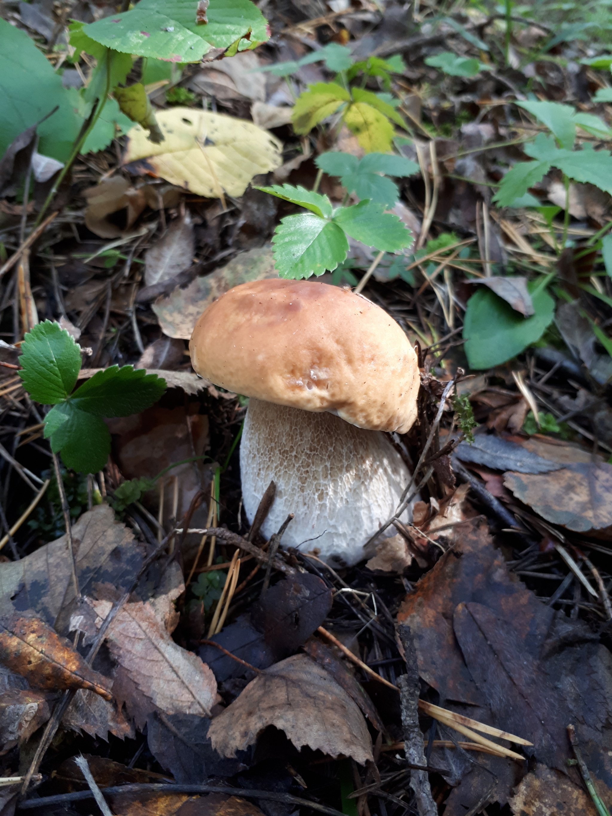 - There are no fish here! Who says that!? - My, Mushrooms, White, Chanterelles, Balashikha, Silent hunt, Walk in the woods, Longpost