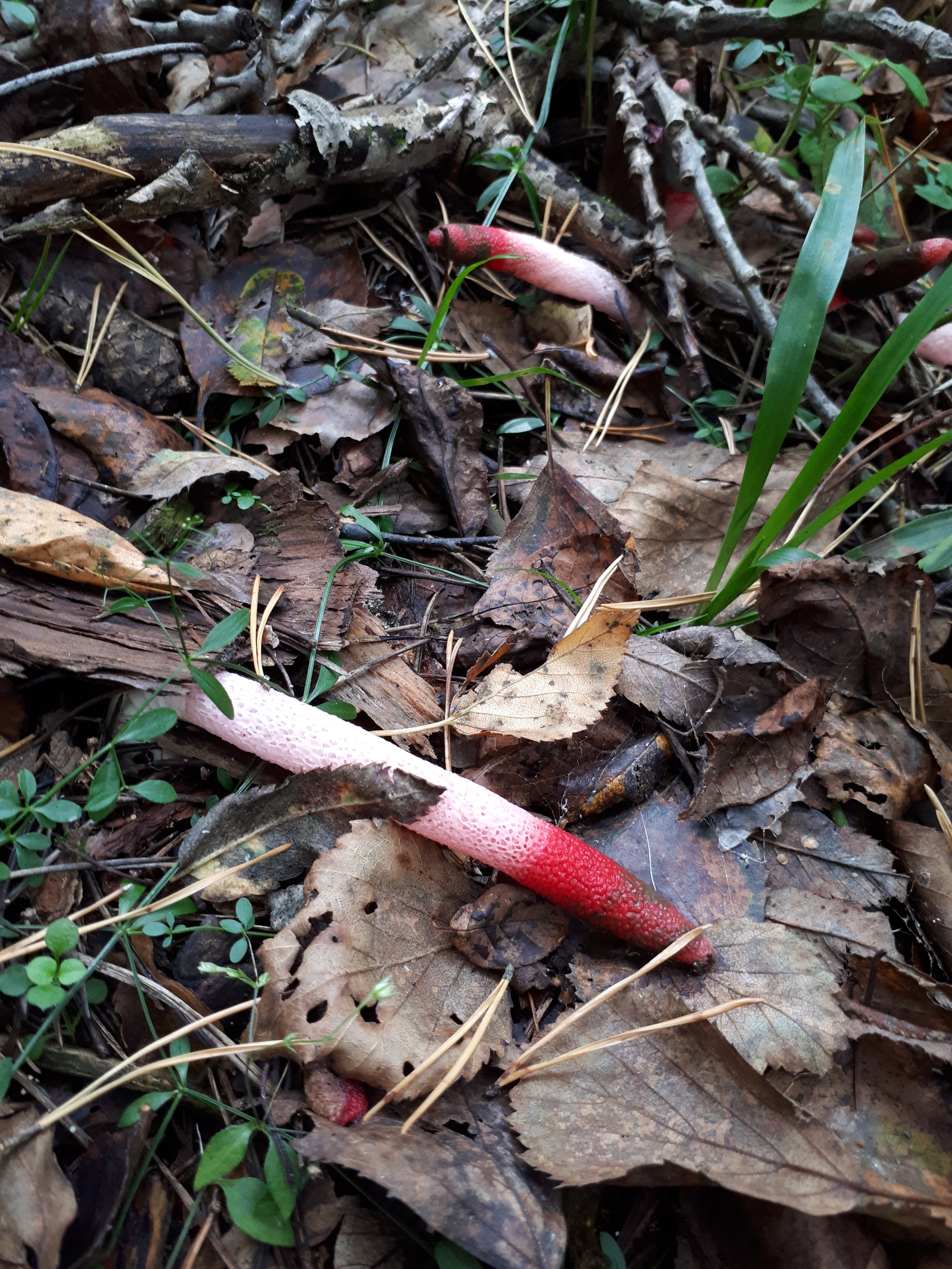 - There are no fish here! Who says that!? - My, Mushrooms, White, Chanterelles, Balashikha, Silent hunt, Walk in the woods, Longpost