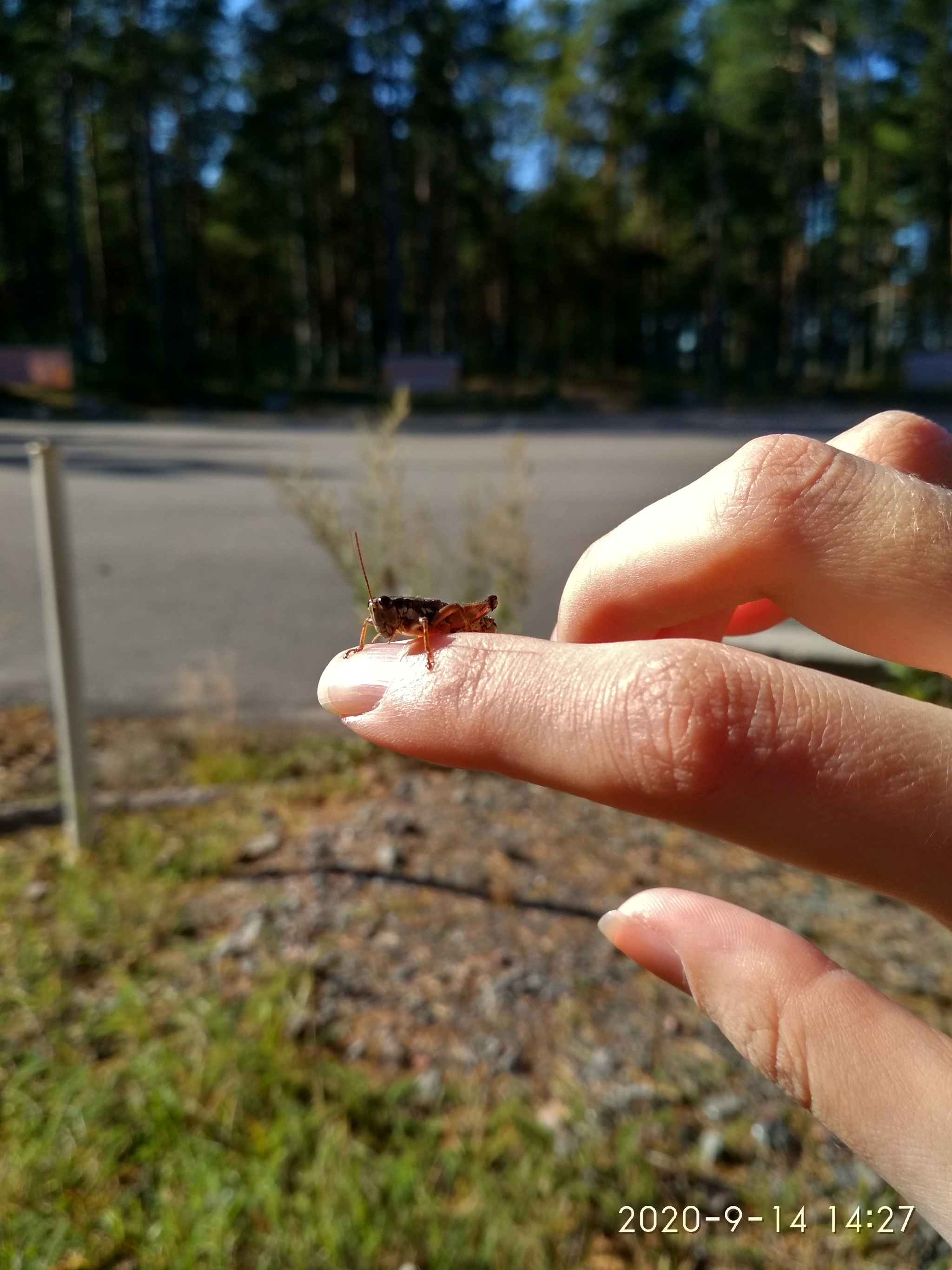 There is sunshine in St. Petersburg - The nature of Russia, Saint Petersburg, Grasshopper, Autumn, Fly agaric, Good weather, Longpost