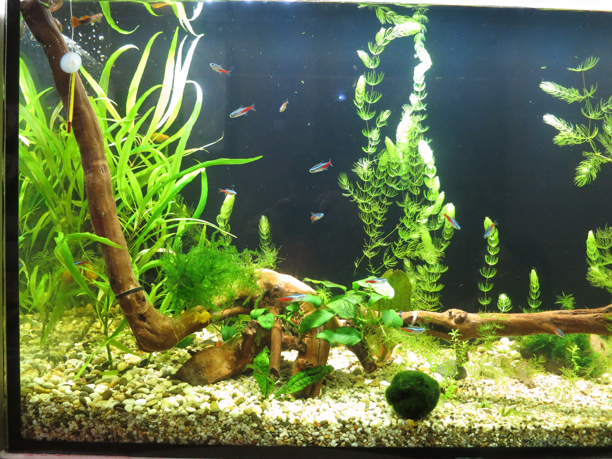 My small aquarium - My, Aquarium, Freshwater aquarium, Longpost