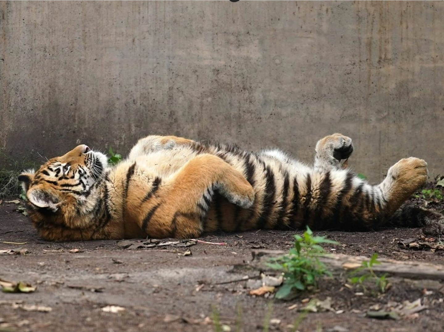 The cat decided to sunbathe) - Tiger, Big cats, Relaxation, Animals, The photo