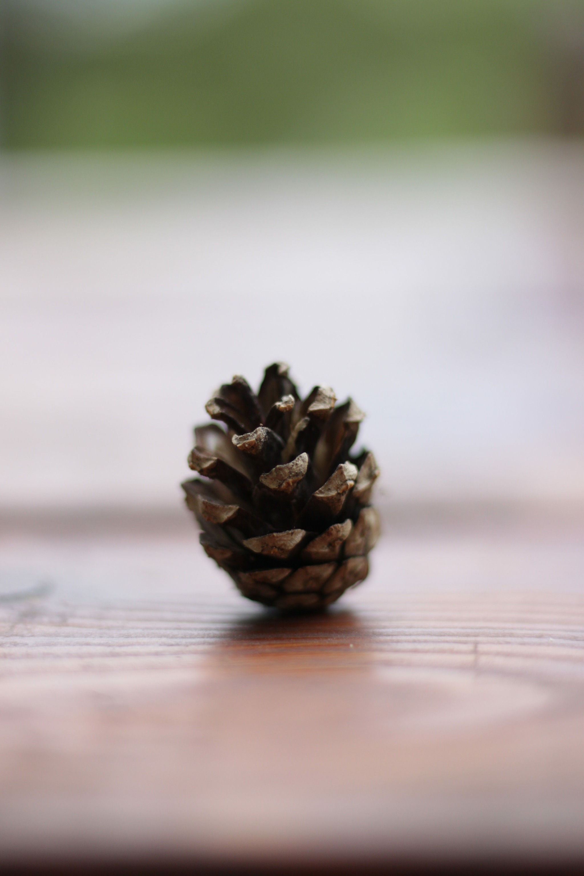 Cone - My, Cones, Forest, Christmas trees