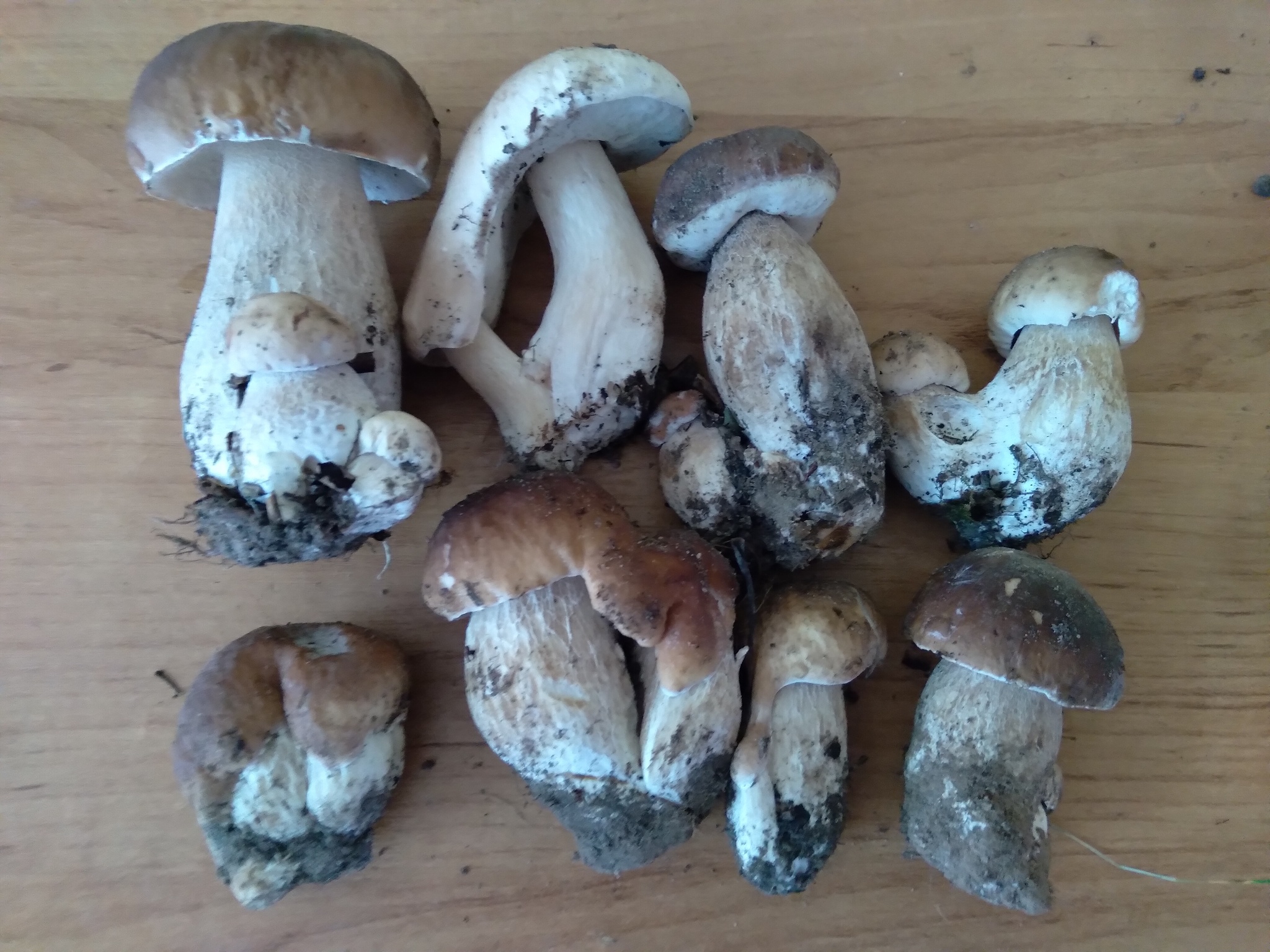 But there have been no mushrooms for a long time - My, Porcini, Mushrooms, Silent hunt, Borovik, Boletus, Boletus, Longpost