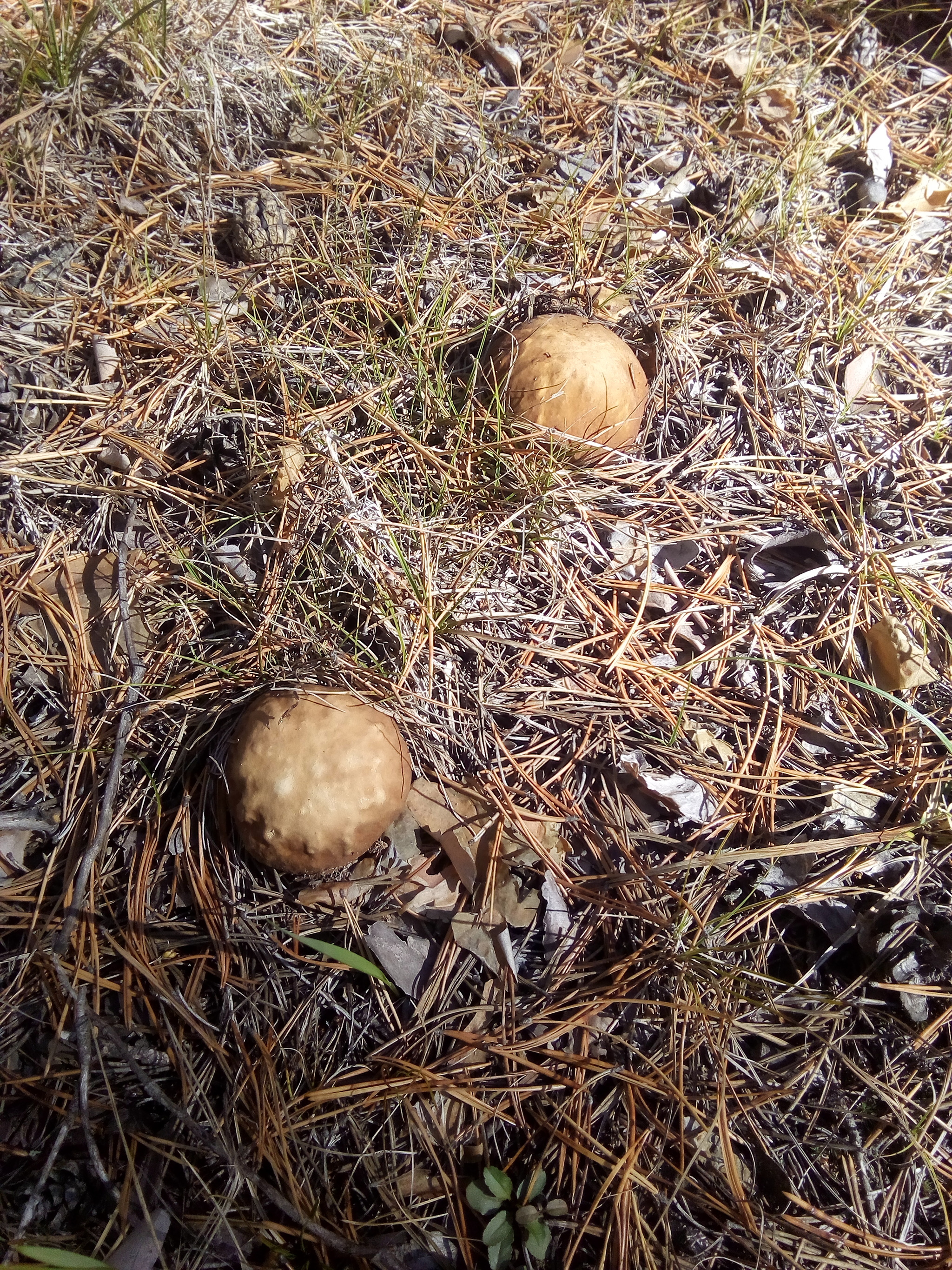 And we have mushrooms...) - My, Mushrooms, Blanks, Food, Longpost