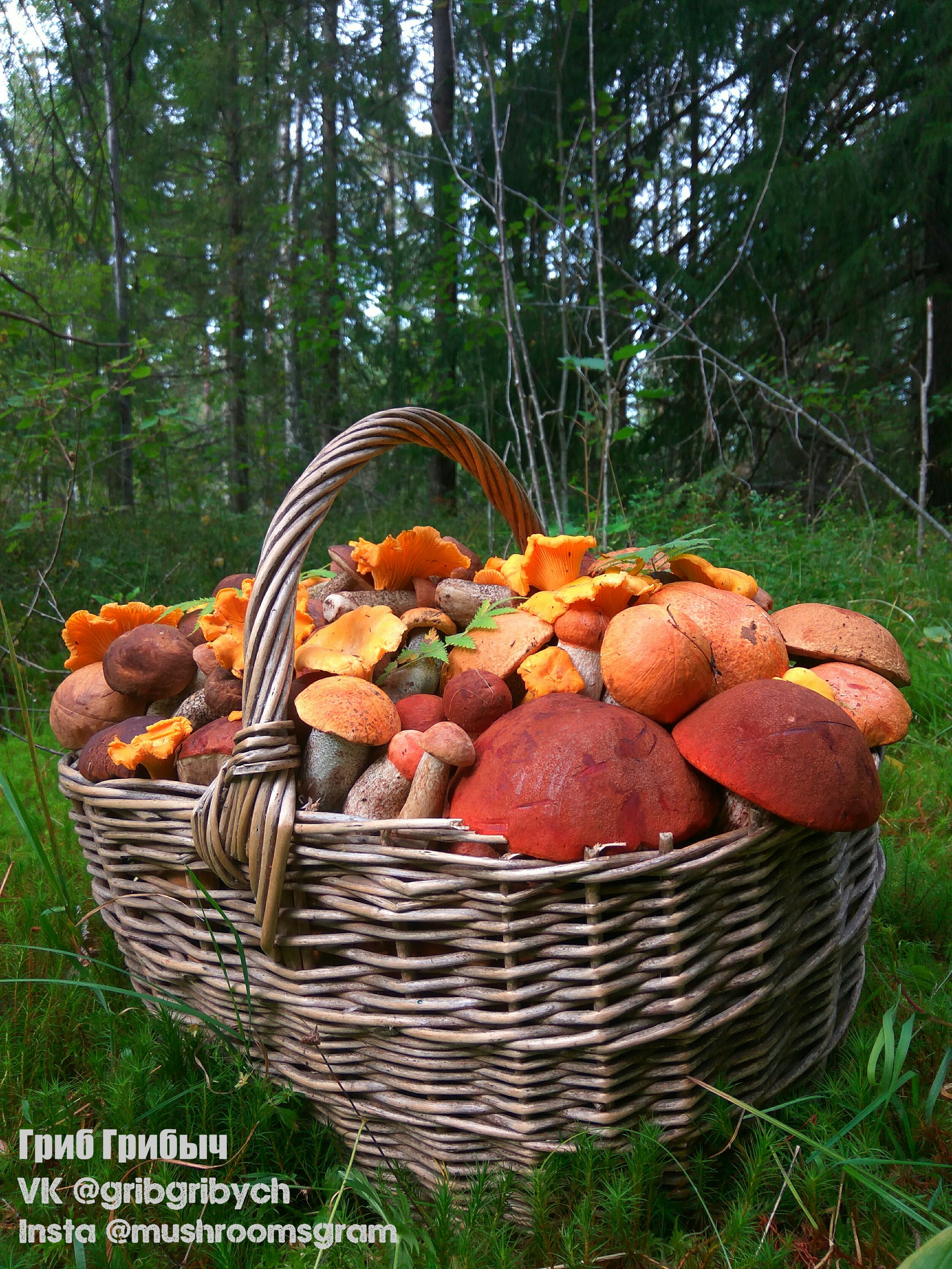Лес в августе с грибами и ягодами