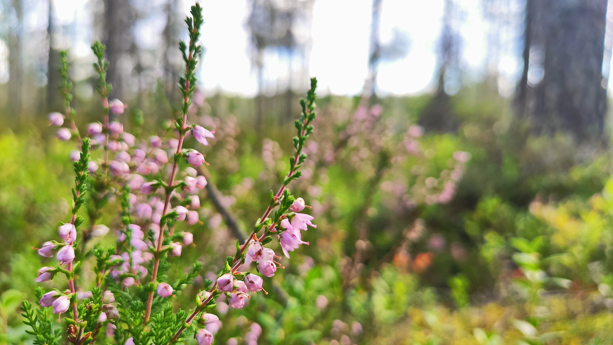 Karelia, Vottovaara - My, Карелия, Vottovaara, The photo, Hike, Longpost, Nature