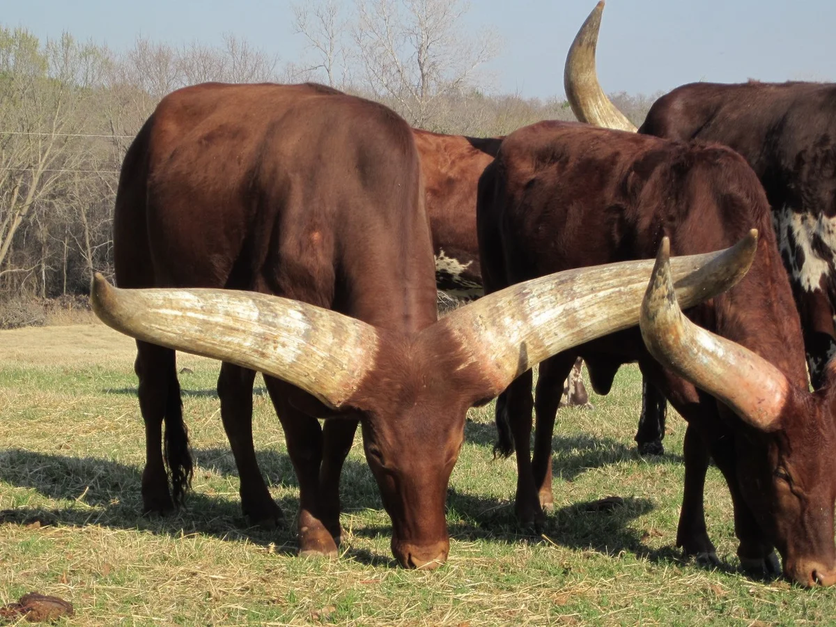 Ватусси порода коров описание характеристики содержание и разведение отзывы