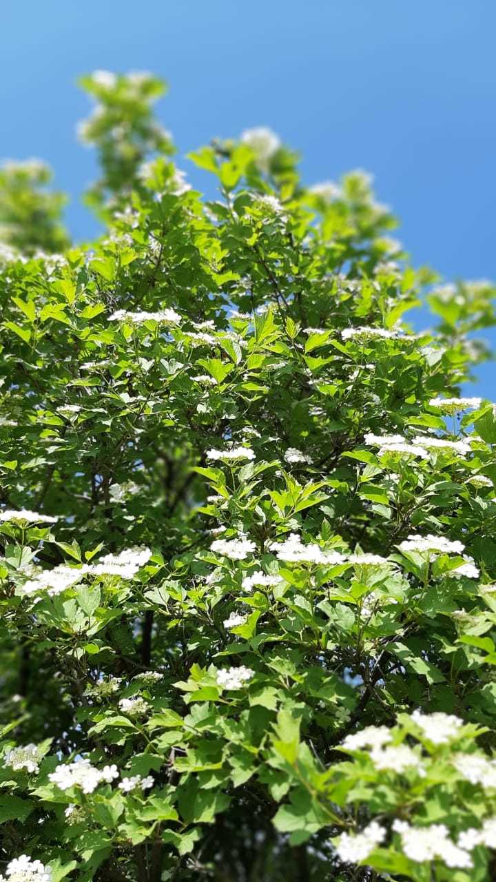 Viburnum blooms in my garden - My, Garden, Viburnum, Relatives, Text, Longpost