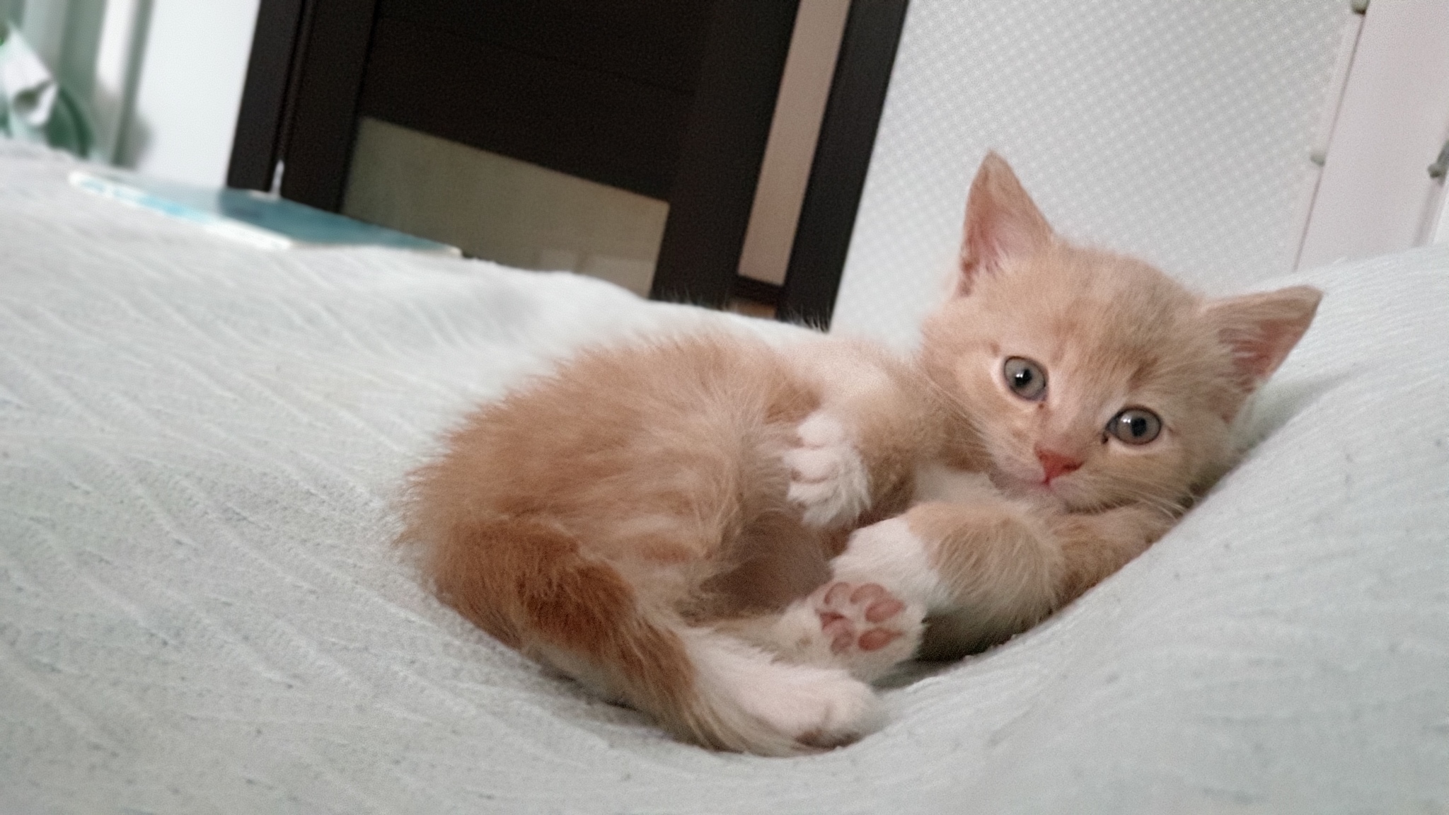 Moscow, who wants a cat? - cat, In good hands, No rating, Moscow, Kittens, Redheads