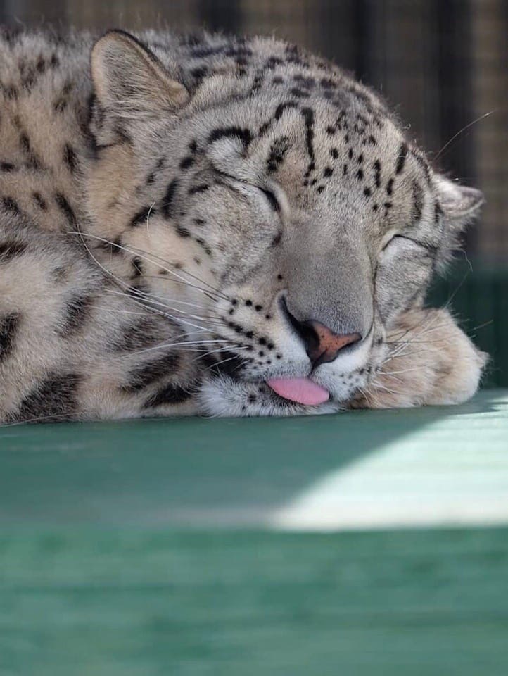 Sleepyhead sleeps sweetly) - Dream, Language, Milota, Longpost, Animals, Snow Leopard, Big cats