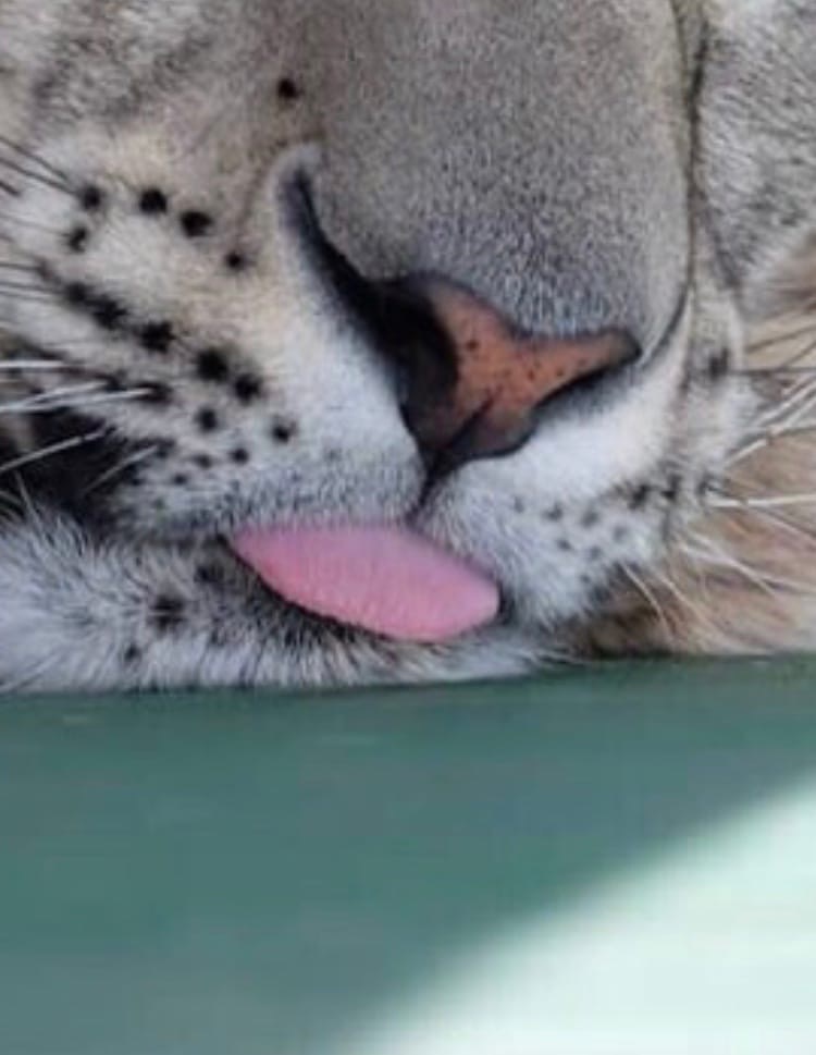 Sleepyhead sleeps sweetly) - Dream, Language, Milota, Longpost, Animals, Snow Leopard, Big cats