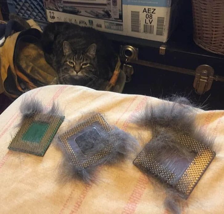 Somehow the computer has started to slow down lately - cat, CPU, Wool