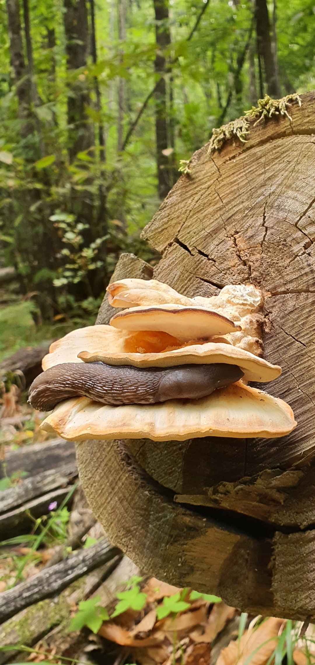 Tree mushroom with guest - My, Mushrooms, Snail