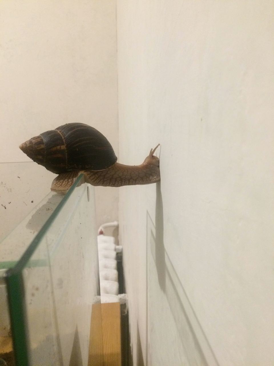 Forward to new adventures - Snail, Travels, Wall, Aquarium, Longpost