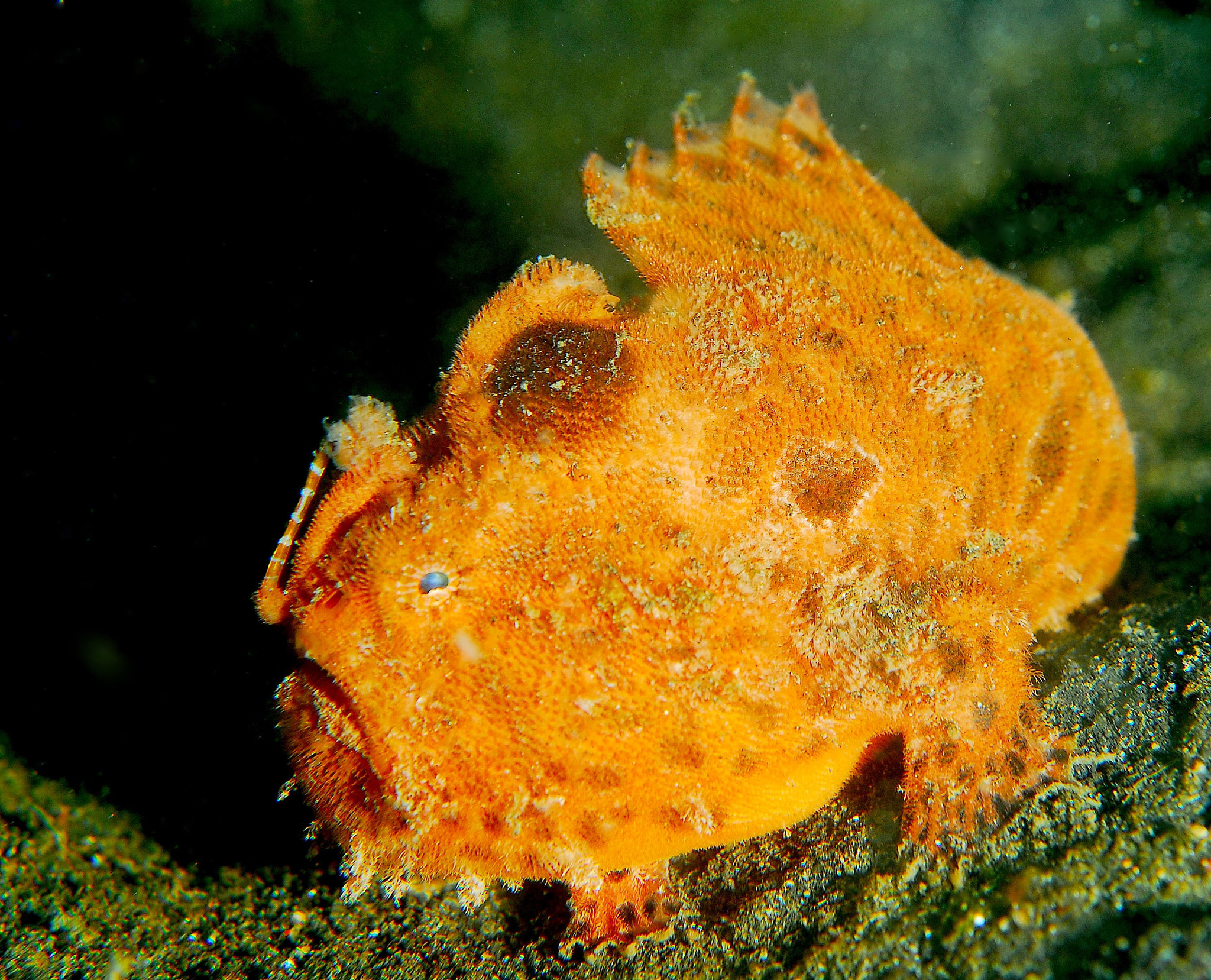 Anglerfishes (Lophiiformes). Part I - Biology, A fish, Anglerfish, Interesting, League of biologists, Video, Longpost