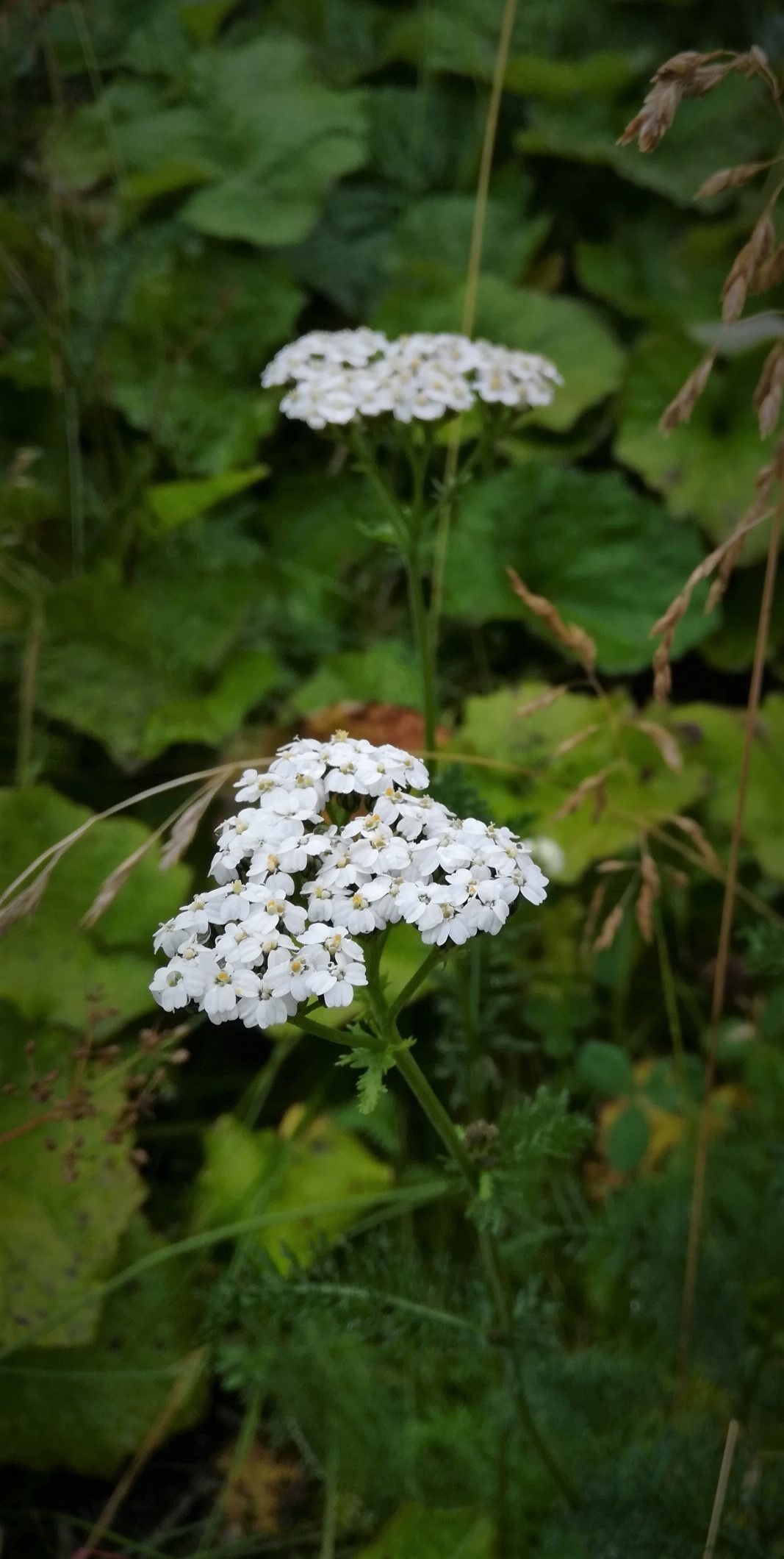 Yarrow - My, The photo, Flowers, Mobile photography, Longpost