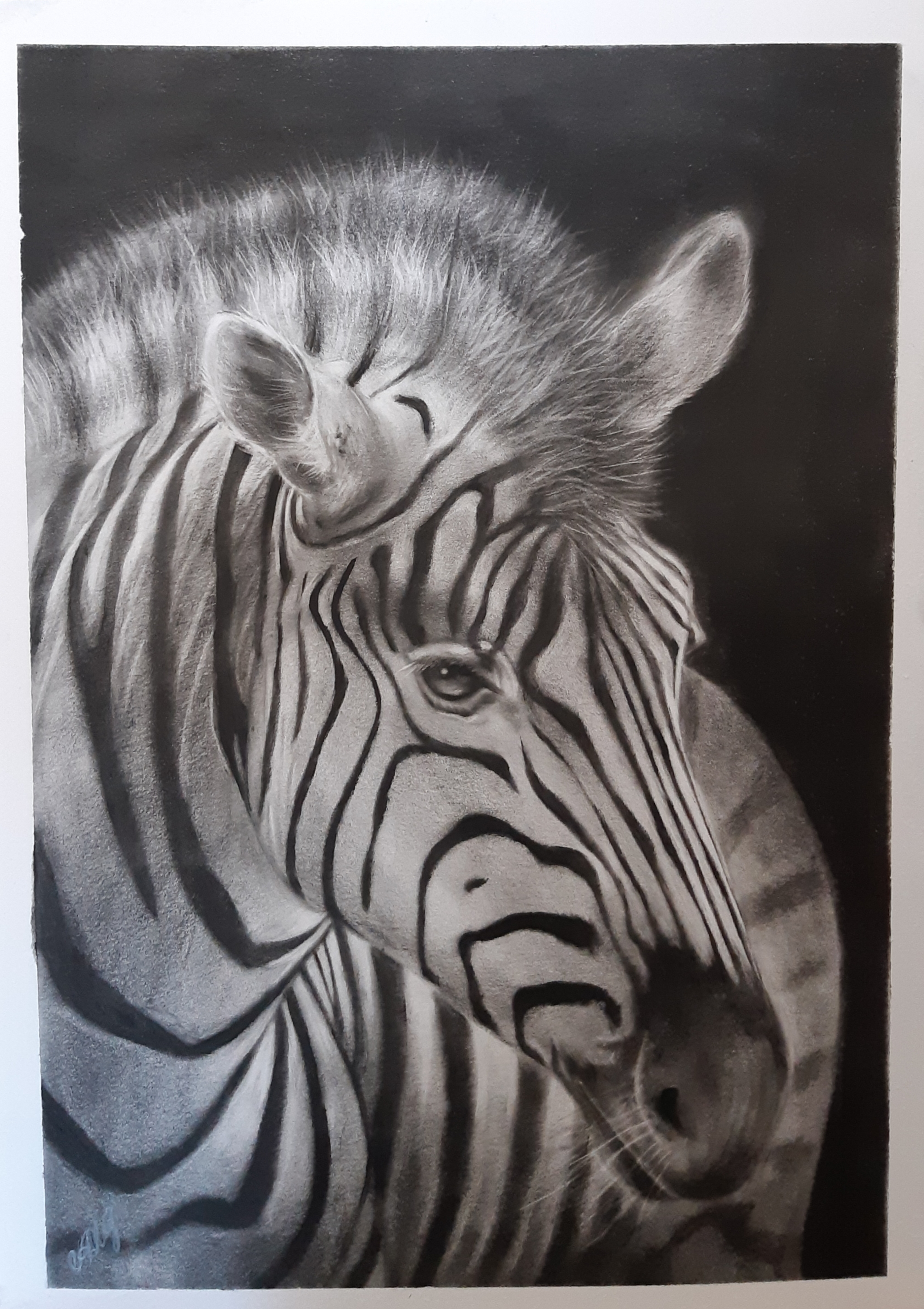 Zebra - My, Art, zebra, Drawing, Oil painting, Self-taught artist, Dry brush