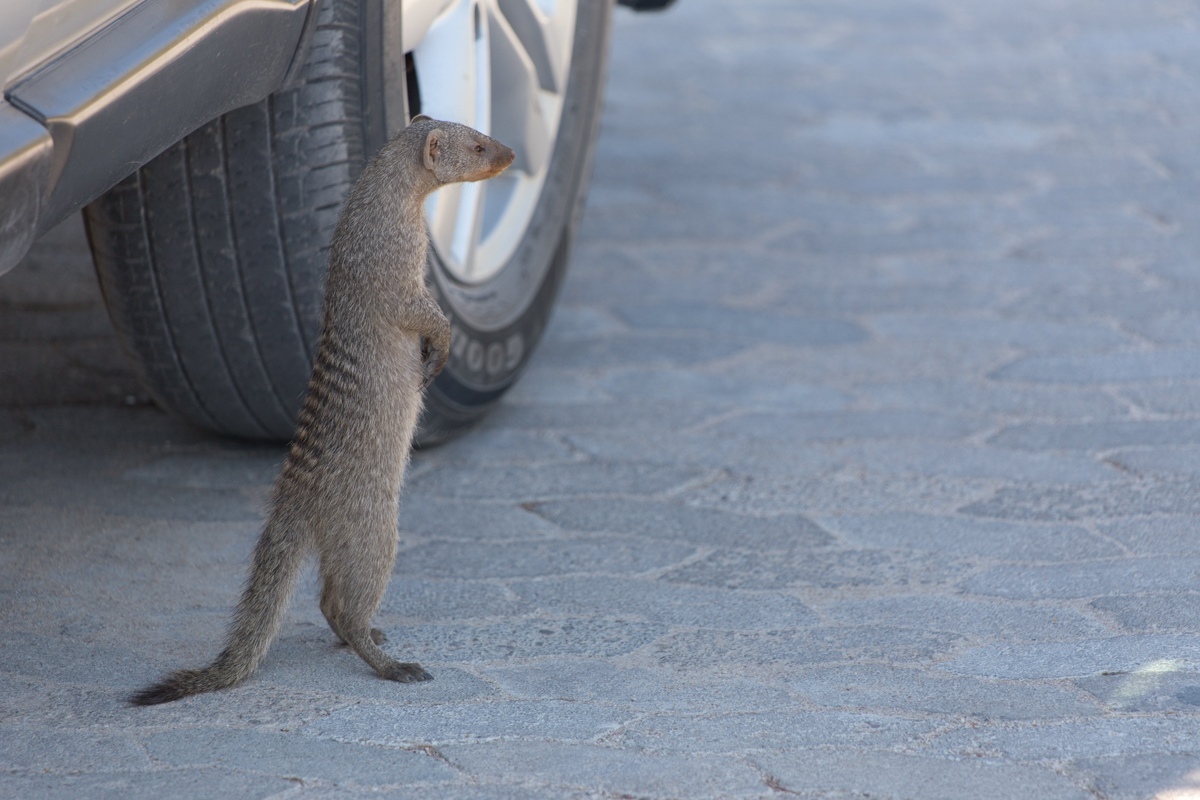 Namibia. 2019 - My, Namibia, Travels, Africa, Longpost, Animals