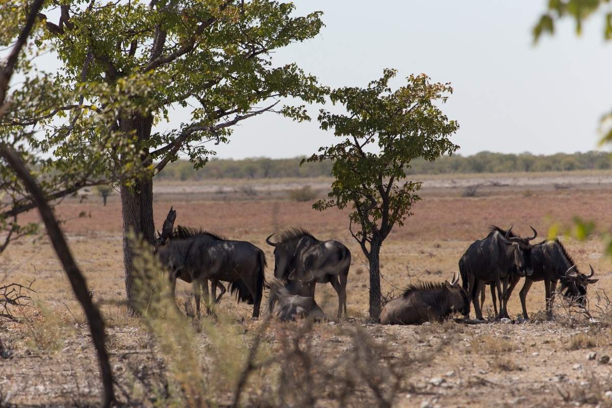 Namibia. 2019 - My, Namibia, Travels, Africa, Longpost, Animals